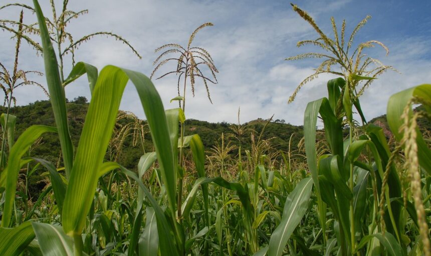 A Fool-Proof Tactic for Cornfields
