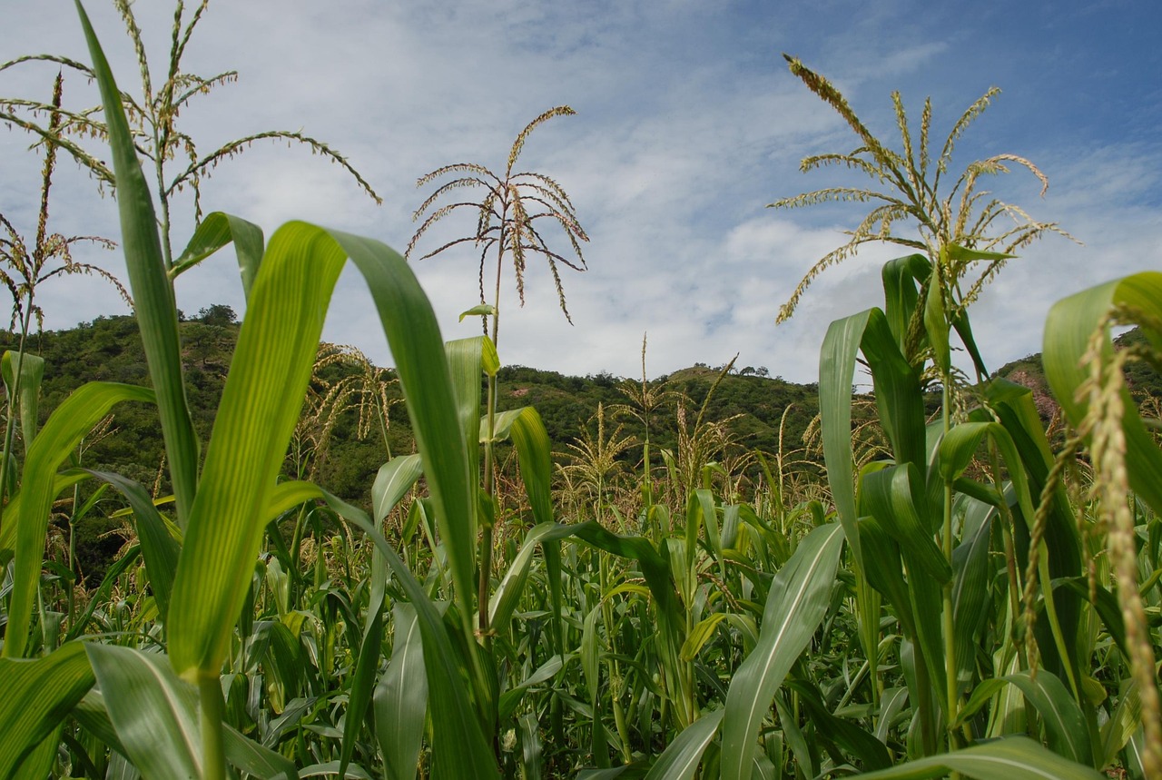 A Fool-Proof Tactic for Cornfields