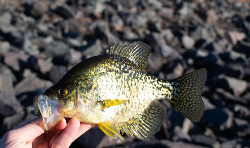 Think Truman Lake for Crappie