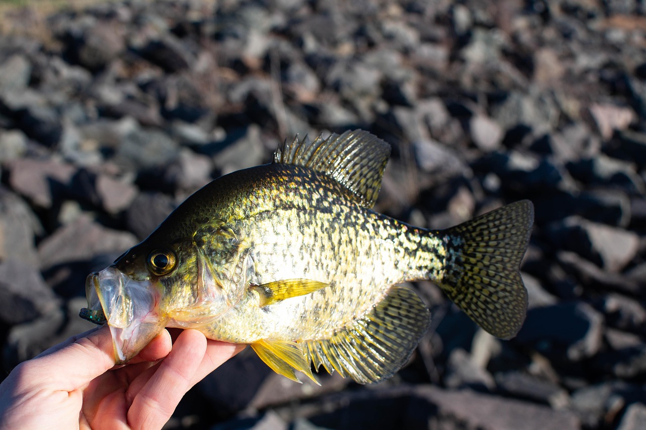 Truman Lake for Crappie
