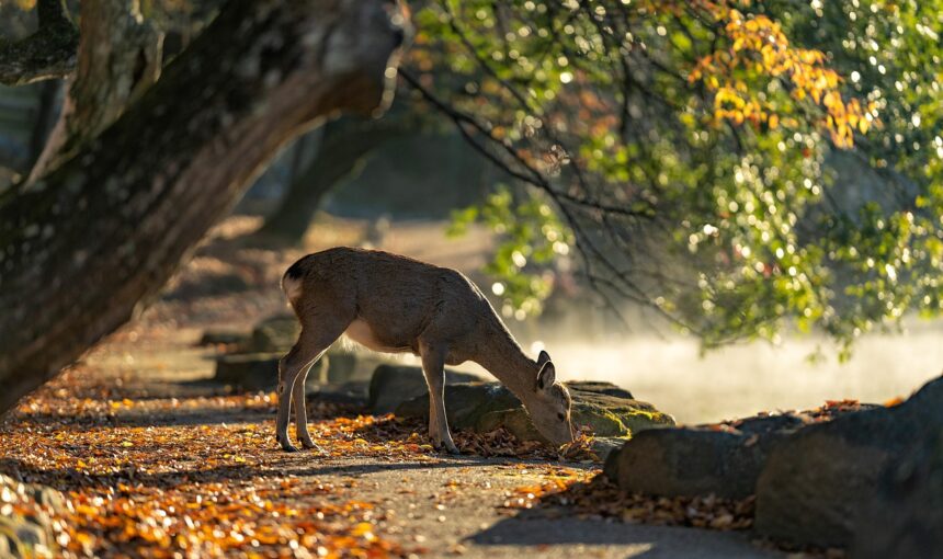 The Role of Hunting in Wildlife Conservation