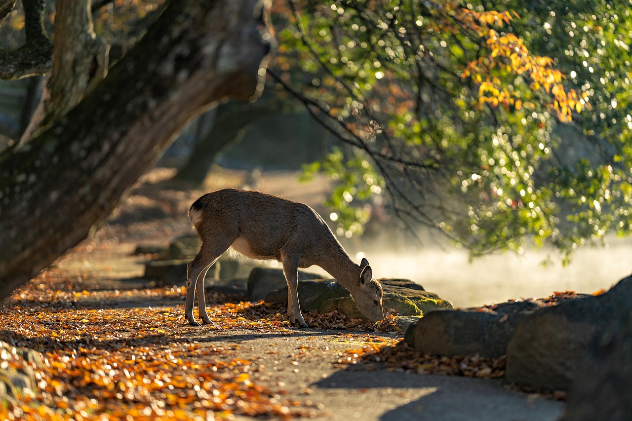 The Role of Hunting in Wildlife Conservation