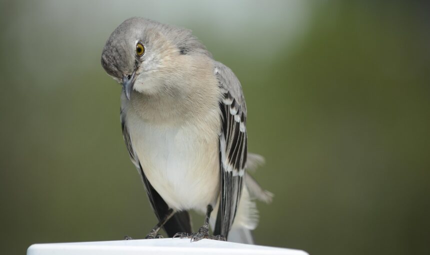 The Mockingbird