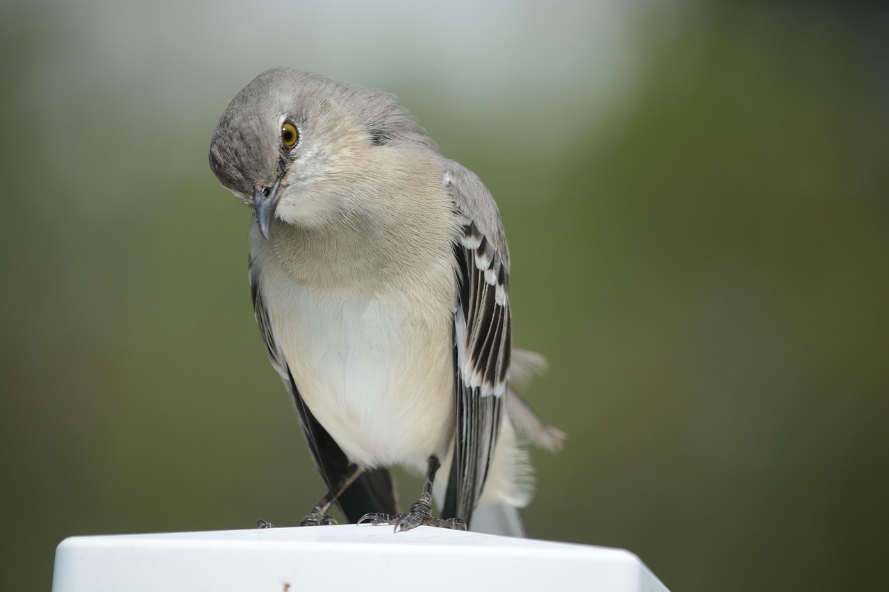 Mockingbirds stare